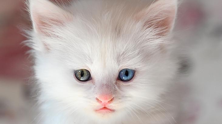 Vandaki Kedi Villası yıl başından bu yana yaklaşık 80 bin ziyaretçi ağırladı