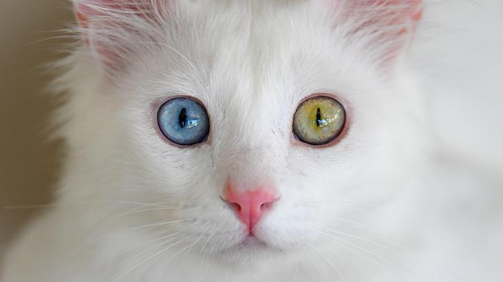 Vandaki Kedi Villası yıl başından bu yana yaklaşık 80 bin ziyaretçi ağırladı