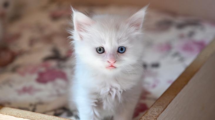 Vandaki Kedi Villası yıl başından bu yana yaklaşık 80 bin ziyaretçi ağırladı