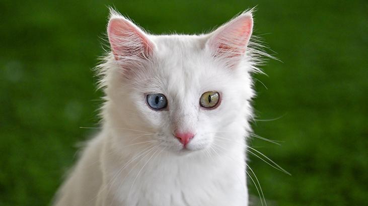 Vandaki Kedi Villası yıl başından bu yana yaklaşık 80 bin ziyaretçi ağırladı