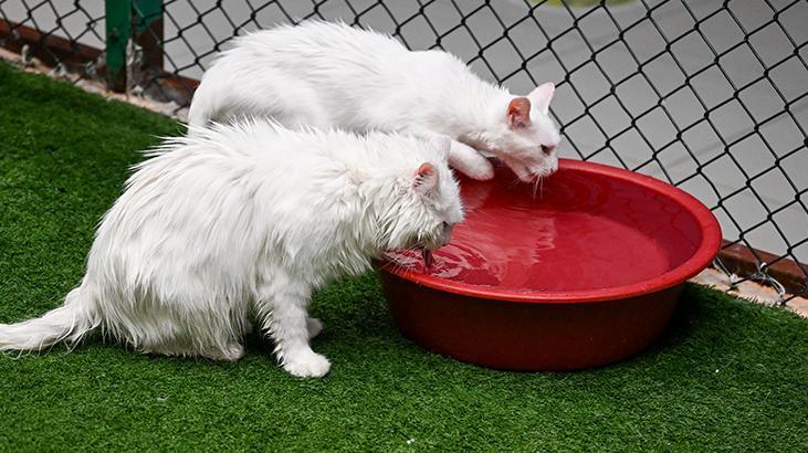 Vandaki Kedi Villası yıl başından bu yana yaklaşık 80 bin ziyaretçi ağırladı