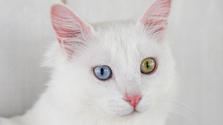 Vandaki Kedi Villası yıl başından bu yana yaklaşık 80 bin ziyaretçi ağırladı