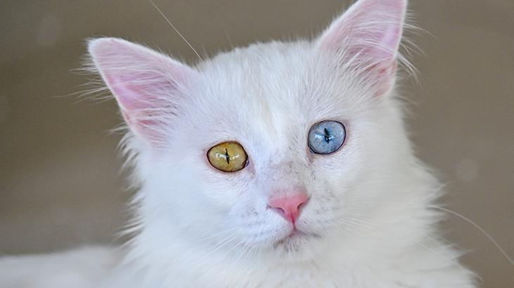 Vandaki Kedi Villası yıl başından bu yana yaklaşık 80 bin ziyaretçi ağırladı