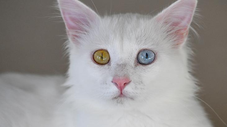 Vandaki Kedi Villası yıl başından bu yana yaklaşık 80 bin ziyaretçi ağırladı
