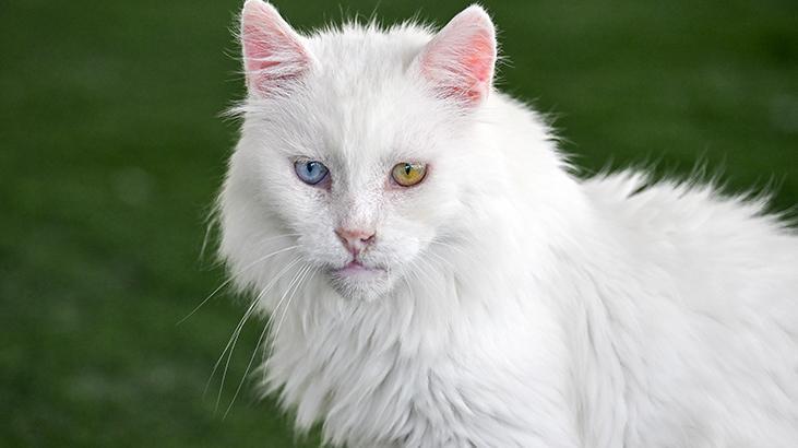 Vandaki Kedi Villası yıl başından bu yana yaklaşık 80 bin ziyaretçi ağırladı