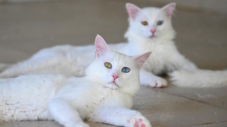 Vandaki Kedi Villası yıl başından bu yana yaklaşık 80 bin ziyaretçi ağırladı