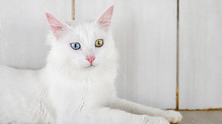 Vandaki Kedi Villası yıl başından bu yana yaklaşık 80 bin ziyaretçi ağırladı