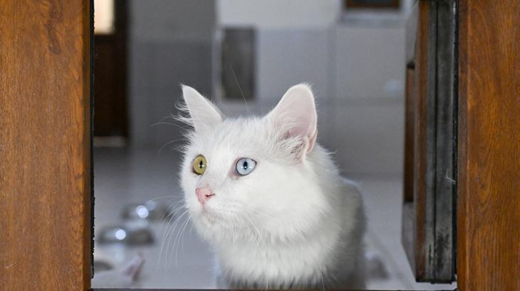 Vandaki Kedi Villası yıl başından bu yana yaklaşık 80 bin ziyaretçi ağırladı