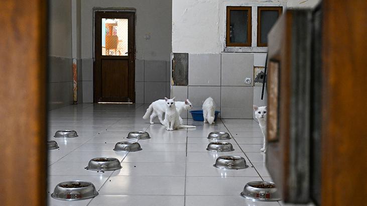 Vandaki Kedi Villası yıl başından bu yana yaklaşık 80 bin ziyaretçi ağırladı