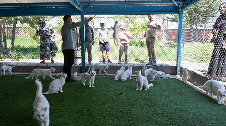 Vandaki Kedi Villası yıl başından bu yana yaklaşık 80 bin ziyaretçi ağırladı