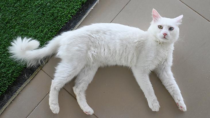 Vandaki Kedi Villası yıl başından bu yana yaklaşık 80 bin ziyaretçi ağırladı