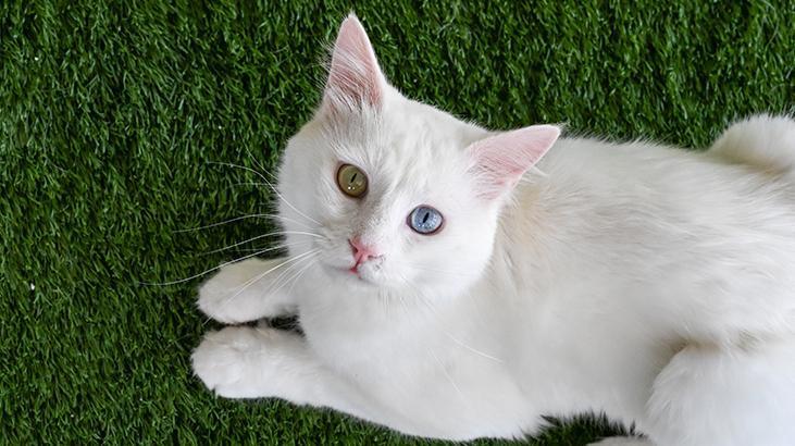 Vandaki Kedi Villası yıl başından bu yana yaklaşık 80 bin ziyaretçi ağırladı