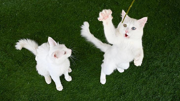 Vandaki Kedi Villası yıl başından bu yana yaklaşık 80 bin ziyaretçi ağırladı