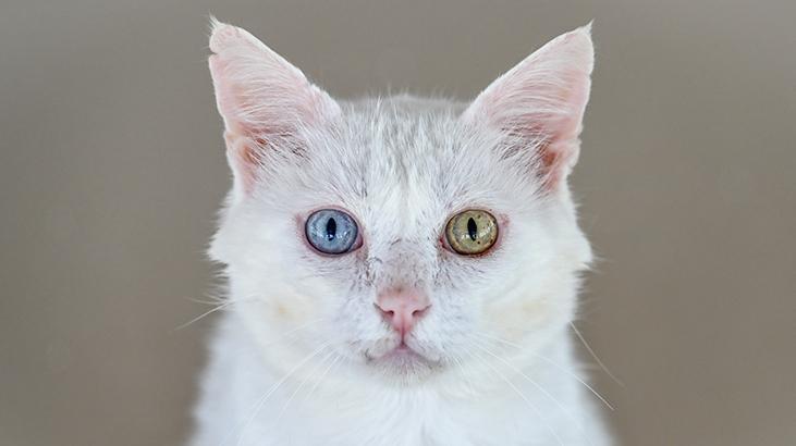 Vandaki Kedi Villası yıl başından bu yana yaklaşık 80 bin ziyaretçi ağırladı