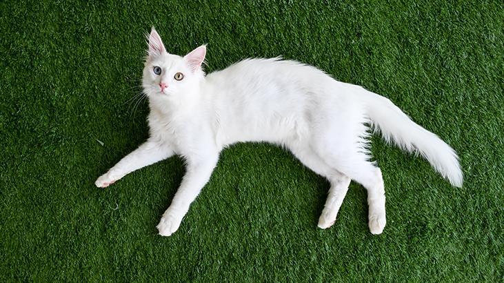 Vandaki Kedi Villası yıl başından bu yana yaklaşık 80 bin ziyaretçi ağırladı