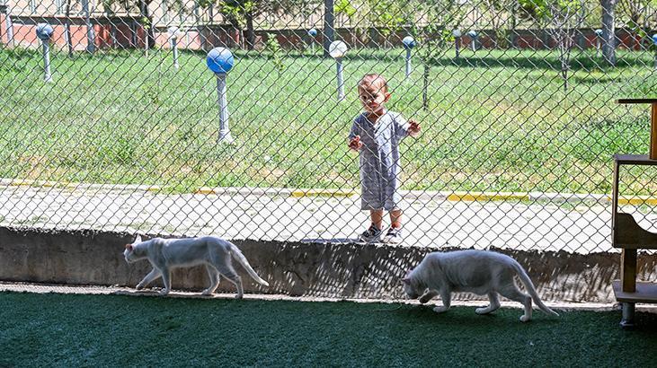 Vandaki Kedi Villası yıl başından bu yana yaklaşık 80 bin ziyaretçi ağırladı