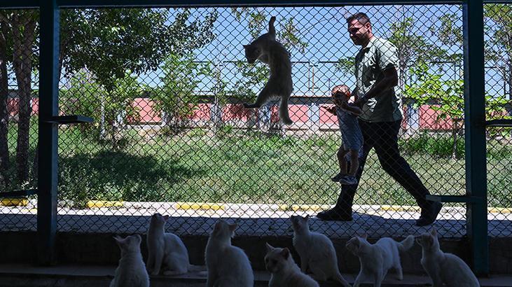 Vandaki Kedi Villası yıl başından bu yana yaklaşık 80 bin ziyaretçi ağırladı