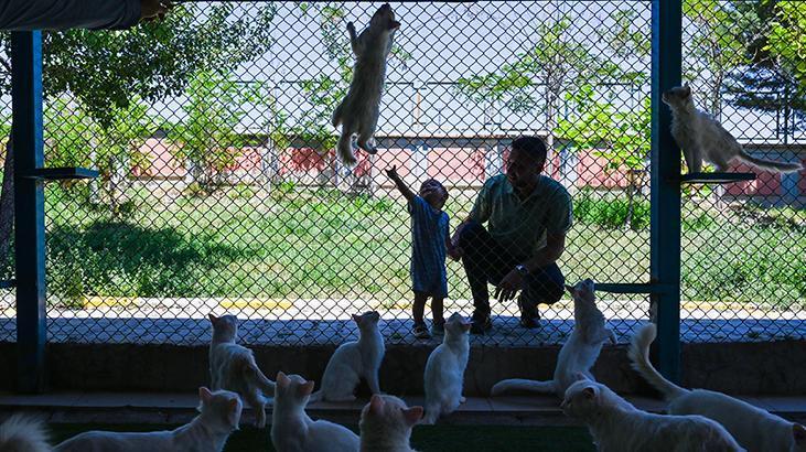 Vandaki Kedi Villası yıl başından bu yana yaklaşık 80 bin ziyaretçi ağırladı