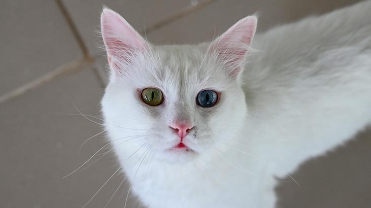 Vandaki Kedi Villası yıl başından bu yana yaklaşık 80 bin ziyaretçi ağırladı