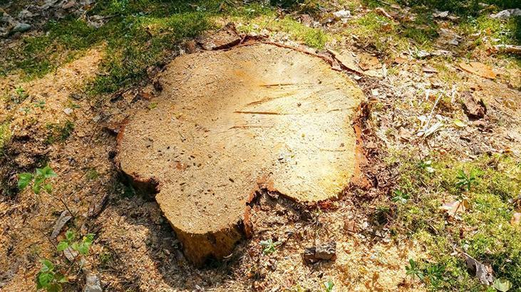 Ağaç kütüklerinden kurtulmak mümkün Çürüme süreci hızlanıyor, kendi kendine parçalanıyor
