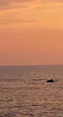 Yer: Antalya Teknedeki turistler şoke oldu: Sürü halinde ortaya çıktılar