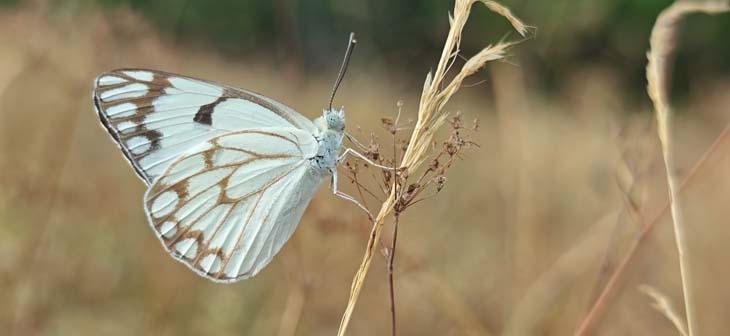 Afrikadan geldi, Tatvanda ortaya çıktı İlk kez görüntülendi