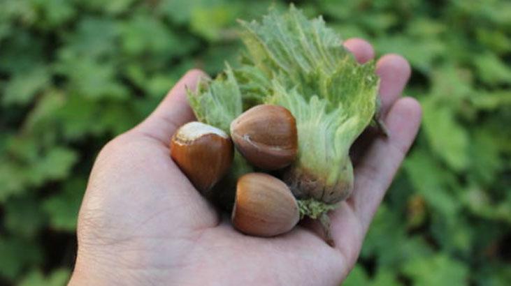 Kilolarca taze fındık böyle saklanır Tadı acı olmasın