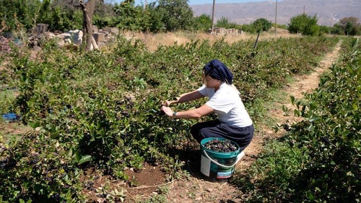 Süper meyve için siparişlere yetişemiyor 5 yıl önce tesadüfen tattı, şimdi çiftlik sahibi