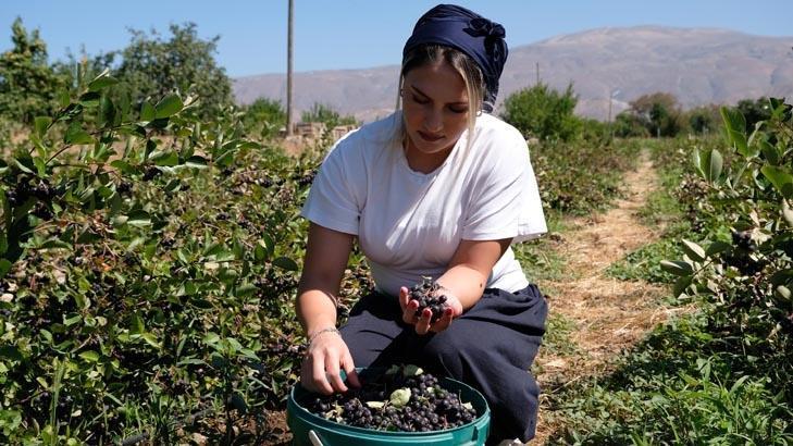Süper meyve için siparişlere yetişemiyor 5 yıl önce tesadüfen tattı, şimdi çiftlik sahibi
