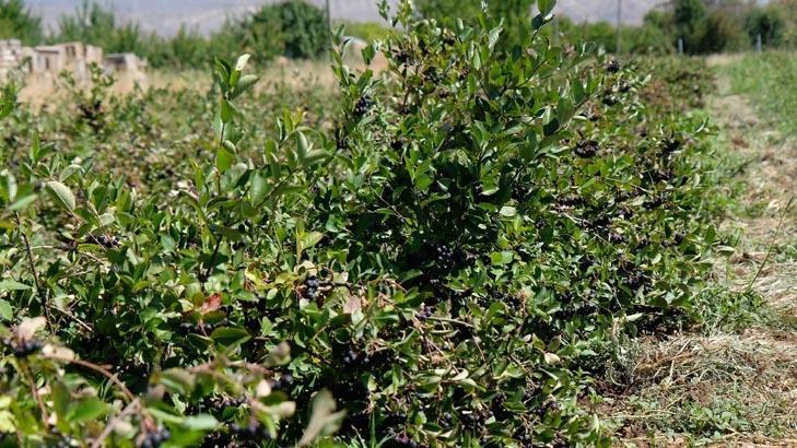 Süper meyve için siparişlere yetişemiyor 5 yıl önce tesadüfen tattı, şimdi çiftlik sahibi