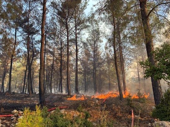 Adana ve Antalyadaki orman yangınlarından görüntüler