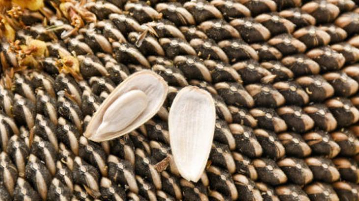 Evde ayçiçek yağı nasıl yapılır 1 kavanoz yağ için 350 gram çekirdek yeter