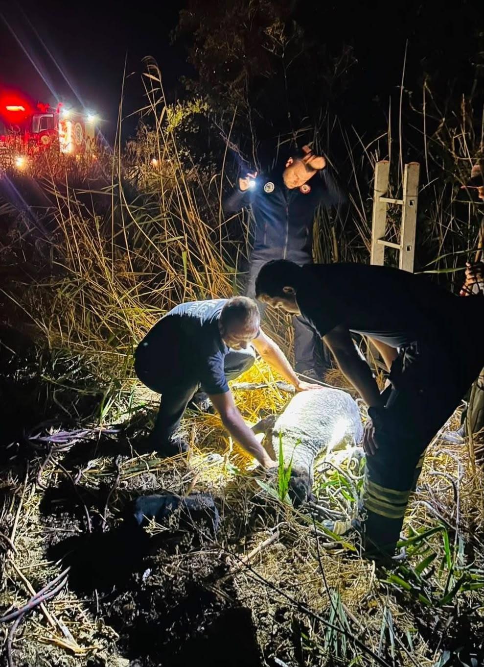 Tekirdağ'da kuyuya düşen koyun kurtarıldı