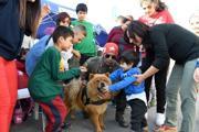 Terapi köpekleri çocukların yoldaşı oldu