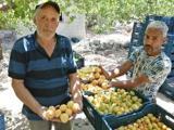 Yeşilhisar'da kayısı hasadı başladı