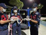 Jandarmanın bulduğu yaralı flamingoya tedavi