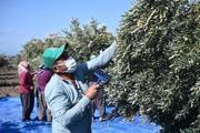 Toprakkale’de zeytin hasadı