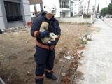 Ordu’da bahçe kapısına sıkışan yavru köpek kurtarıldı