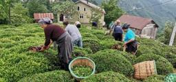 Ordu’da çay hasadı başladı