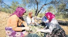 Zeytin ağacına ata toprağına sahip çıkma öyküsü