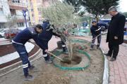 Yunusemre Belediyesi'nden kuru peyzaj çalışması
