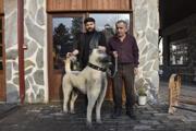 Kangal Köpeği Heykeli: Ahşap Oyma Ustasının Eseri