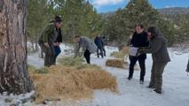 Tosya'da yaban hayvanları için doğaya yem bırakıldı