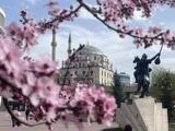 Bolu kent merkezinde meyve ağaçları çiçek açtı