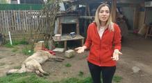 Bahçedeki köpek uyuşturucu iğne atıldıktan sonra öldü; sahibi şikayetçi oldu