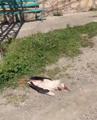 Elektrik Akımına Kapılan Leylek Öldü