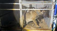 Bitlis'te köpeklerin altından uyuşturucu çıktı