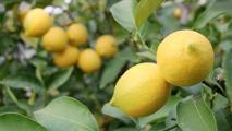 İstanbul’da Nisan ayında en çok limon pahalandı