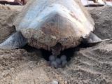 Caretta Carettaların İlk Yuvası Oluştu