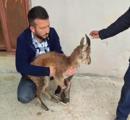 Yaban Keçisi Tedavi Altına Alındı